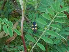 Oncopeltus orourkeae