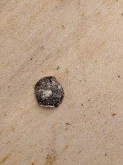 Steccherinum ochraceum