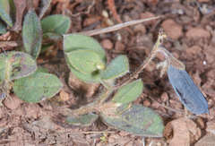 Crotalaria stipularia