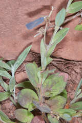 Crotalaria stipularia
