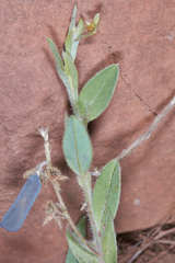 Crotalaria stipularia