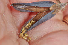 Crotalaria stipularia
