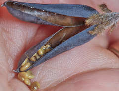 Crotalaria stipularia
