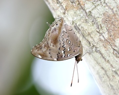 Historis acheronta