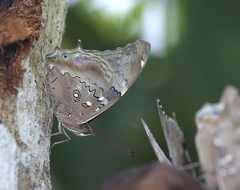 Historis acheronta