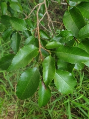 Excoecaria dallachyana