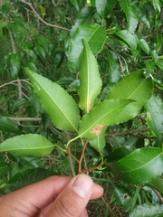 Excoecaria dallachyana