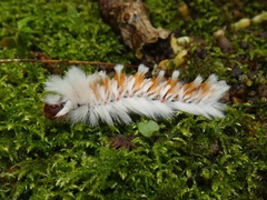 Neopreptos marathusa