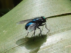 Sarconesiopsis magellanica