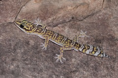Oedura marmorata