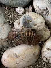 Apis cerana