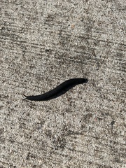 Belocaulus angustipes