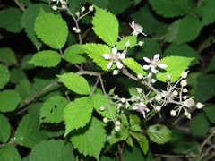 Rubus schnedleri