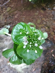 Cardamine asarifolia