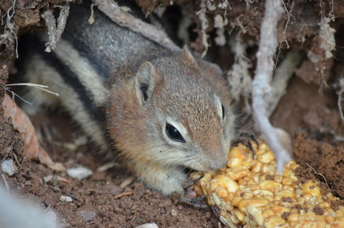 Common Golden-mantled Ground Squirrel photographed in Montana