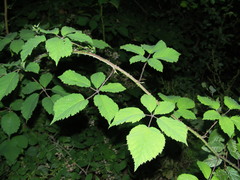 Rubus schnedleri