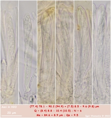 Arachnopeziza aurelia