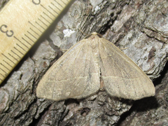 Lambdina flavilinearia