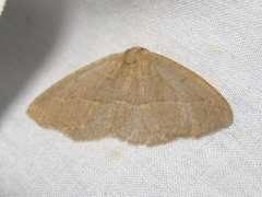 Lambdina flavilinearia