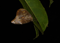 Catoblepia xanthus