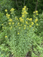 Erysimum hieraciifolium