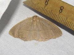Lambdina flavilinearia