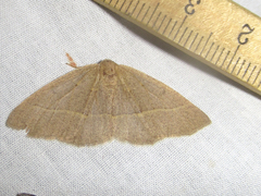 Lambdina flavilinearia