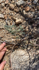 Lomatium nevadense nevadense