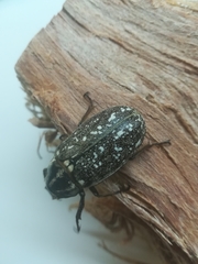 Polyphylla albertischulzi