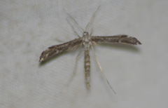 Hellinsia inquinatus