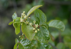 Toxicodendron diversilobum