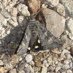 Litocala sexsignata