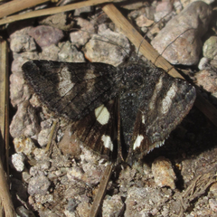 Litocala sexsignata