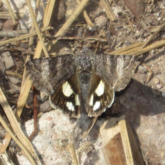 Litocala sexsignata