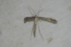 Hellinsia inquinatus