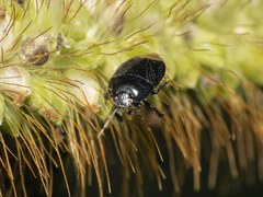 Melanaethus spinolae