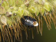 Melanaethus spinolae