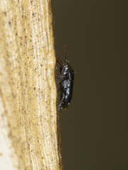 Melanaethus spinolae