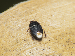 Melanaethus spinolae