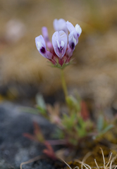 Trifolium willdenovii
