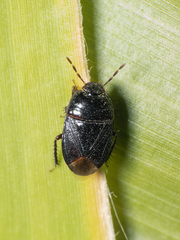 Melanaethus spinolae