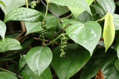 Piper nigrum