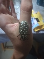 Polyphylla albertischulzi