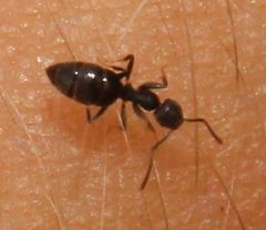 Technomyrmex difficilis
