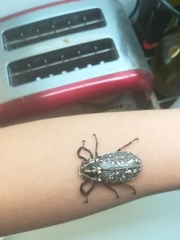 Polyphylla albertischulzi