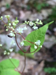 Fallopia cilinodis