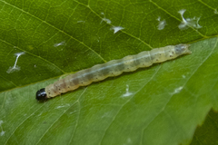 Dichomeris heriguronis