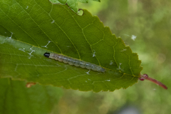 Dichomeris heriguronis