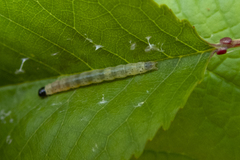 Dichomeris heriguronis