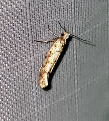 Argyresthia alternatella